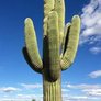 AZ Native