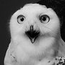 Max Owlie