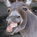 Disqus profile picture for @gramps
