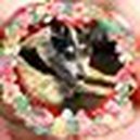 Disqus profile picture for @zoey