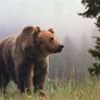 the griz