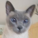 Disqus profile picture for @Webster