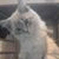 Disqus profile picture for @Milena