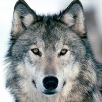 Wolf · Profile · Disqus