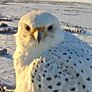 White Falcon