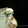 Chilihuahua