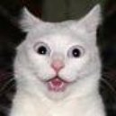 Disqus profile picture for @cabs