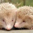 Hedgedogs