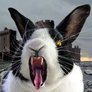killer_rabbit