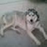 Husky Nation AZ