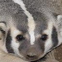 Disqus profile picture for @badger