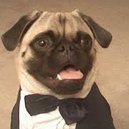 Disqus profile picture for @Pug