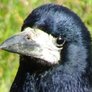 Corvus