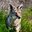coyote