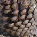 Disqus profile picture for @Pinecone