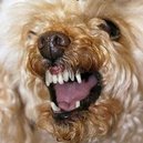 Disqus profile picture for @Poodles