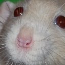 Disqus profile picture for @Carrot