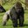 gorillagogo