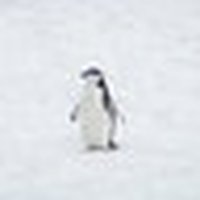 Disqus profile picture for @psyched
