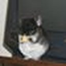 Disqus profile picture for @willcall