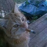 Disqus profile picture for @millisecond
