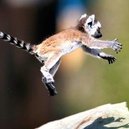 Disqus profile picture for @Lemur